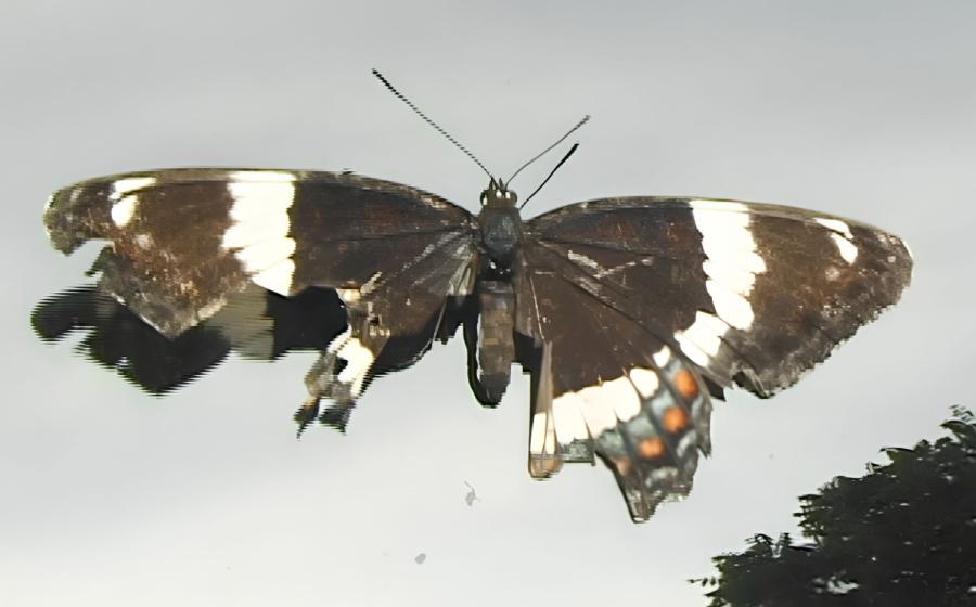   Image: Dani ReStack, Show & Tell in the Land of Milk & Honey, 2007 (film still)