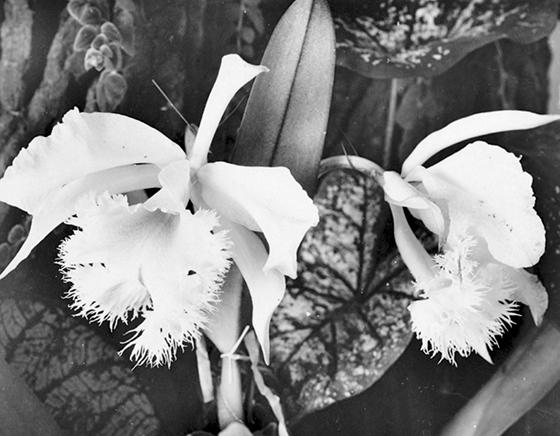 Kristin Wenzel wild orchids