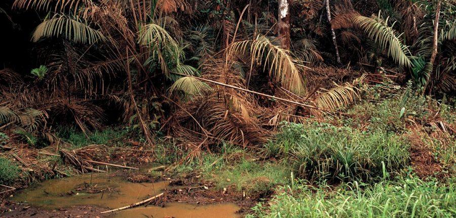 Image: Andréas Lang, „Sumpfwald“, Kamerun 2016, Pigment-Print, 104,40 x 128,40 cm (Detail) © VG Bild-Kunst Bonn