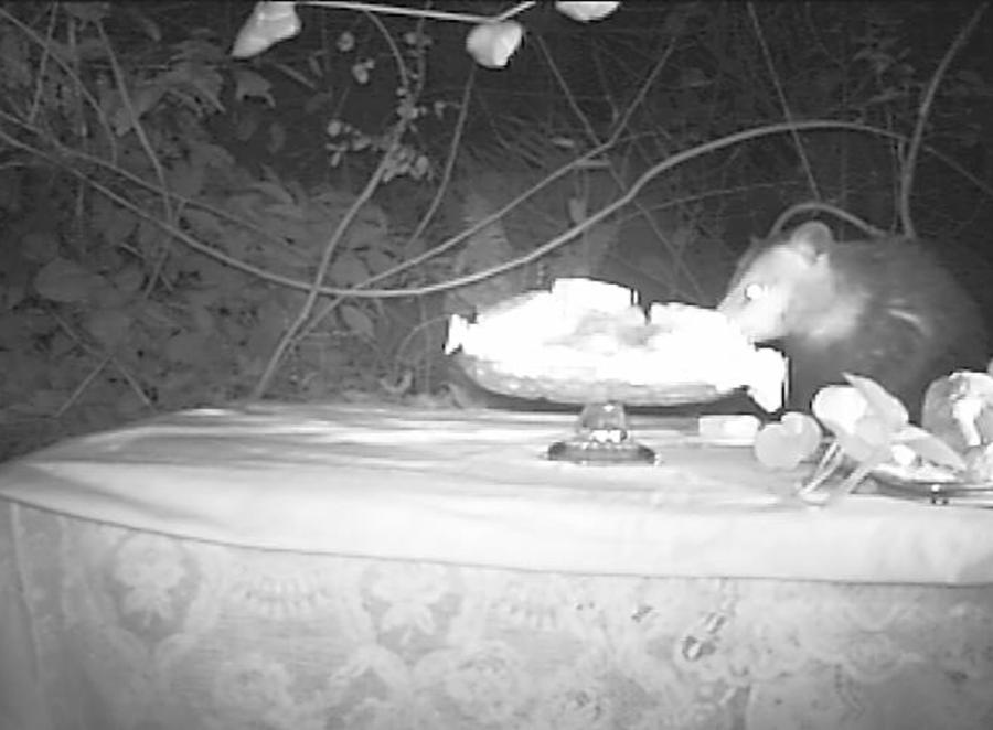 image credits: Dana Sherwood 