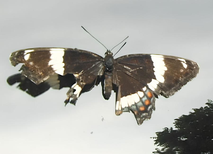 Dani ReStack, Show & Tell in the Land of Milk & Honey, 2007 (film still)