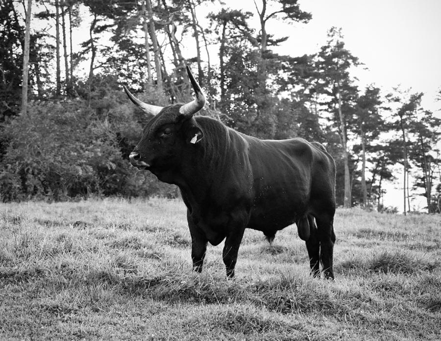 Ulrich Gebert - UR at KLEMM's