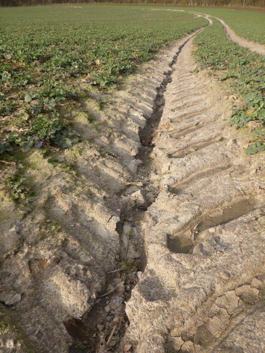 Water washes away the humus. Author Tom Albrecht