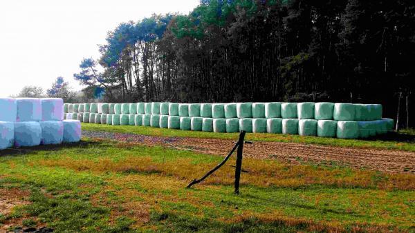  Heuplastik – © Tom Albrecht