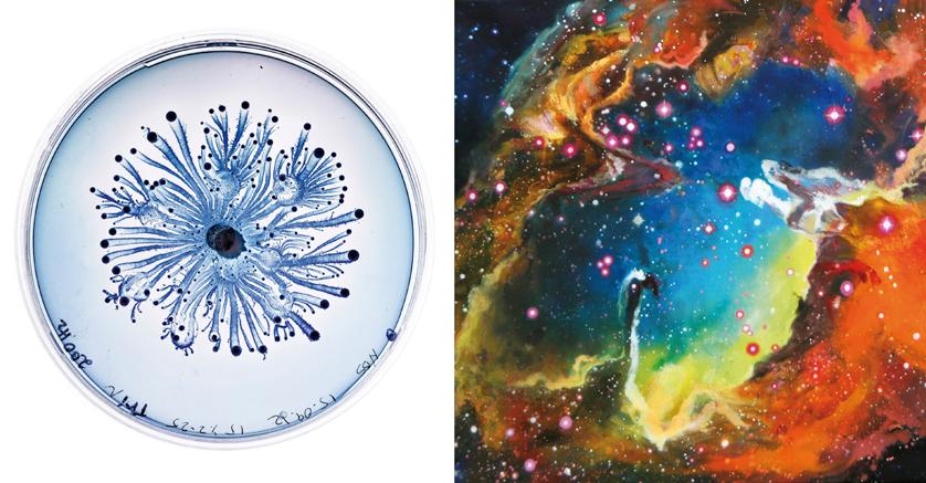 Von Micro bis Makro – über die Schönheit der Natur Von Micro bis Makro – über die Schönheit der Natur