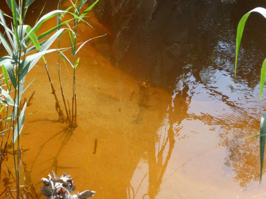 Spree braun, Copyright Tom Albrecht 