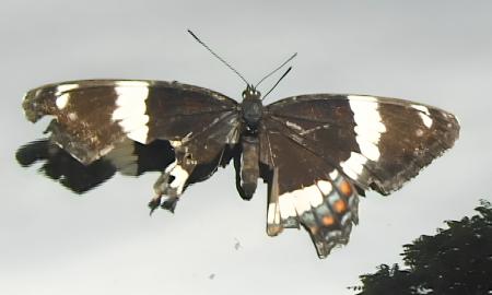 Dani ReStack, Show & Tell in the Land of Milk & Honey, 2007 (film still)