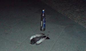 Image credits: booze bird © Michael Kirkham, 2017