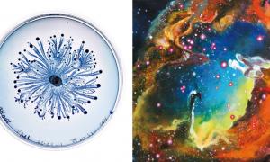 Von Micro bis Makro – über die Schönheit der Natur Von Micro bis Makro – über die Schönheit der Natur