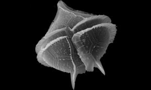 ANDREAS GREINER: MULTITUDES